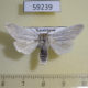 59239p Noctuidae Simyra nervosa Kazakhstan $7