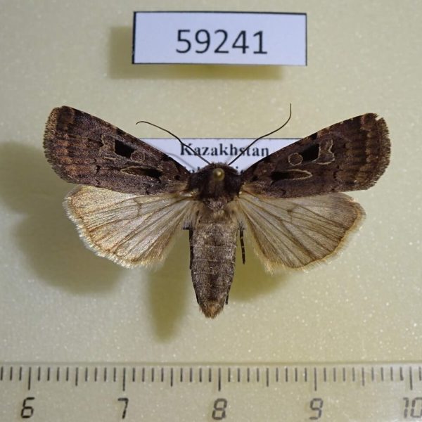 Noctuidae Chersotis andereggii f Kazakhstan