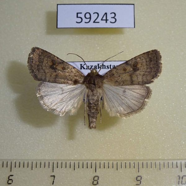 Noctuidae Caradrina morpheus Kazakhstan