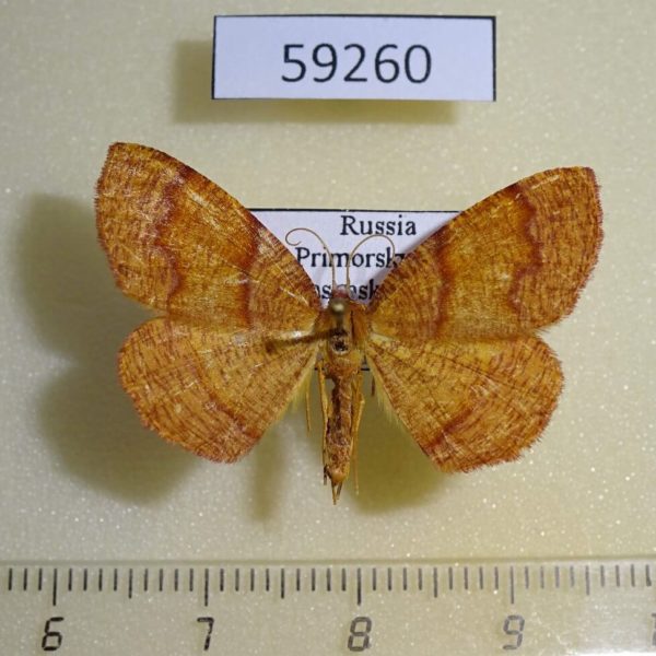 Geometridae Plagodis pulveraria Primorye
