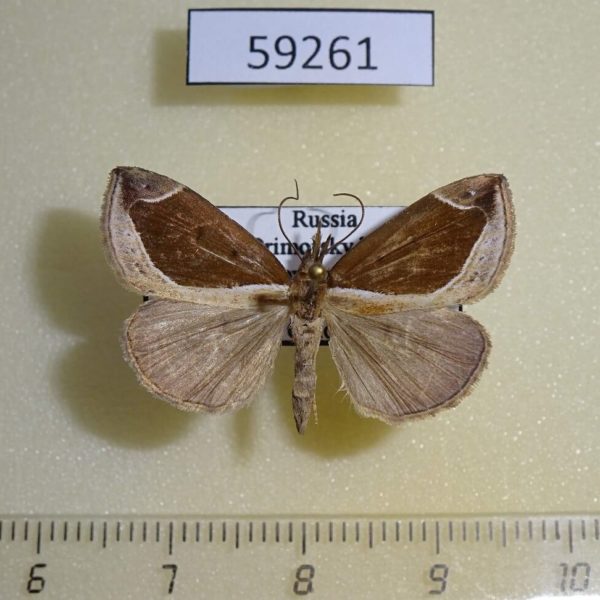 Noctuidae Hypena biocoloralis Primorye