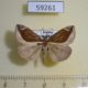 59261p Noctuidae Hypena biocoloralis Primorye $6