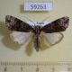 59263p Noctuidae Craniophora ligustri Primorye $5
