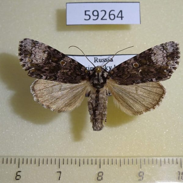 Noctuidae Craniophora ligustri Primorye