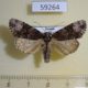 59264p Noctuidae Craniophora ligustri Primorye $5