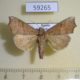 59265p Noctuidae Anomis mesogona Primorye $6