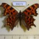59272p Nymphalidae Polygonia c-album Primorye $4
