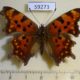 59273p Nymphalidae Polygonia c-album Primorye $4