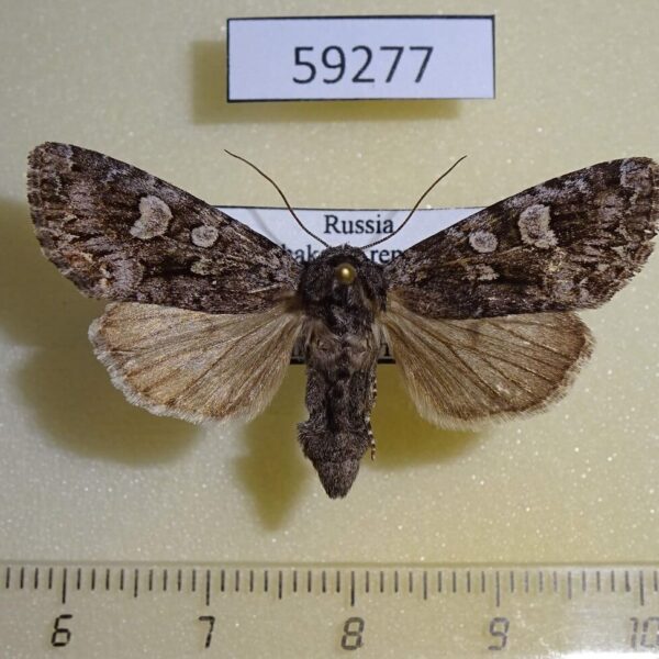 Noctuidae Papestra biren f Khakassia rep.