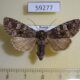 59277p Noctuidae Papestra biren f Khakassia rep. $5