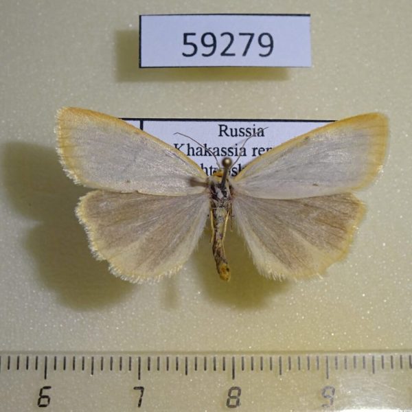 Arctiidae Cybosia mesomella Khakassia rep.
