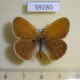 59280p Satyridae Coenonympha glycerion Khakassia rep. $4