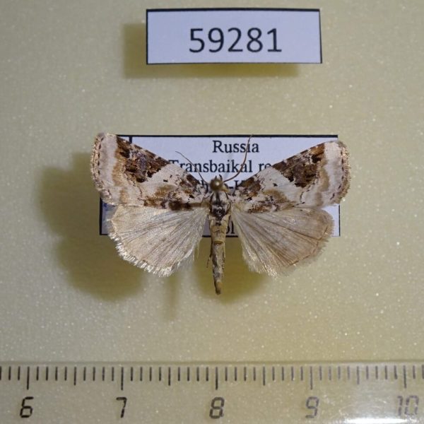 Noctuidae Pseudeustrotia candidula Transbaikal reg.