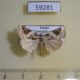 59281p Noctuidae Pseudeustrotia candidula Transbaikal reg. $7