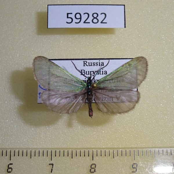 Zygaenidae Jordanita budensis Buryatia rep.