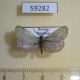 59282p Zygaenidae Jordanita budensis Buryatia rep. $6