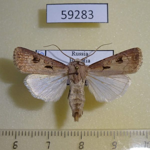 Noctuidae Agrotis exclamationis Buryatia