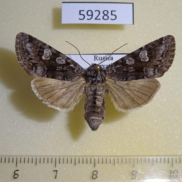 Noctuidae Papestra biren f Buryatia rep.