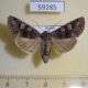 59285p Noctuidae Papestra biren f Buryatia rep. $6