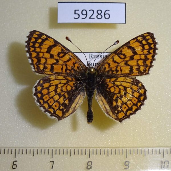 Nymphalidae Melitaea cinxia Buryatia rep.