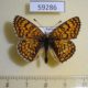 59286p Nymphalidae Melitaea cinxia Buryatia rep. $5