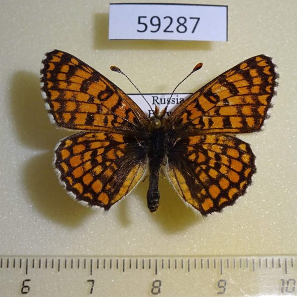 Nymphalidae Melitaea cinxia Buryatia rep.
