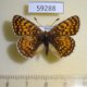 59288p Nymphalidae Melitaea cinxia Buryatia rep. $5