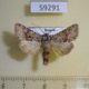 59291p Noctuidae Hecatera bicolorata Evreiskaya AO $6
