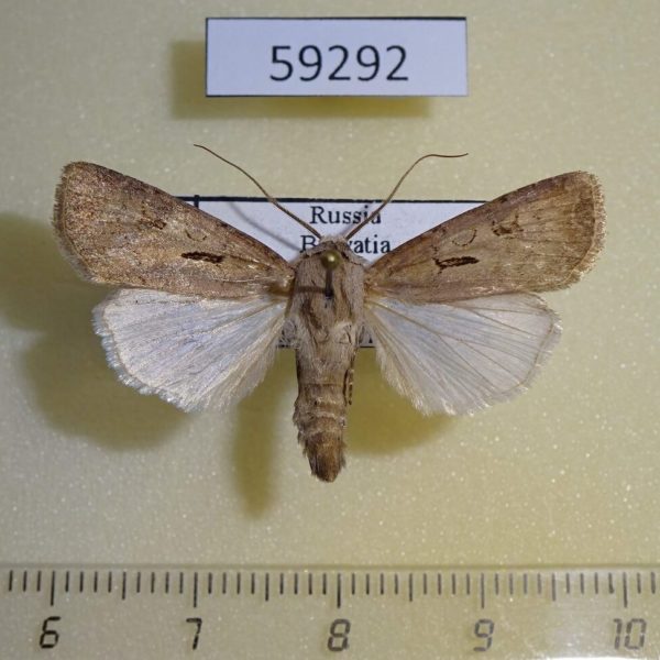 Noctuidae Agrotis exclamationis Buryatia rep.