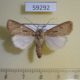 59292p Noctuidae Agrotis exlamationis Buryatia rep. $5