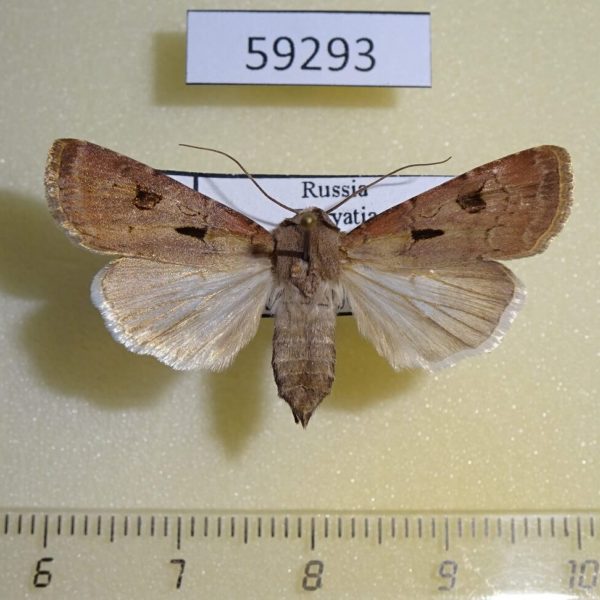 Noctuidae Agrotis exclamationis f Buryatia rep.