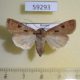 59293p Noctuidae Agrotis exlamationis f Buryatia rep. $6