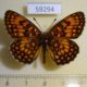59294p Nymphalidae Mellicta ambigua Primorye $5
