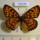 59295p Nymphalidae Mellicta ambigua Primorye $5