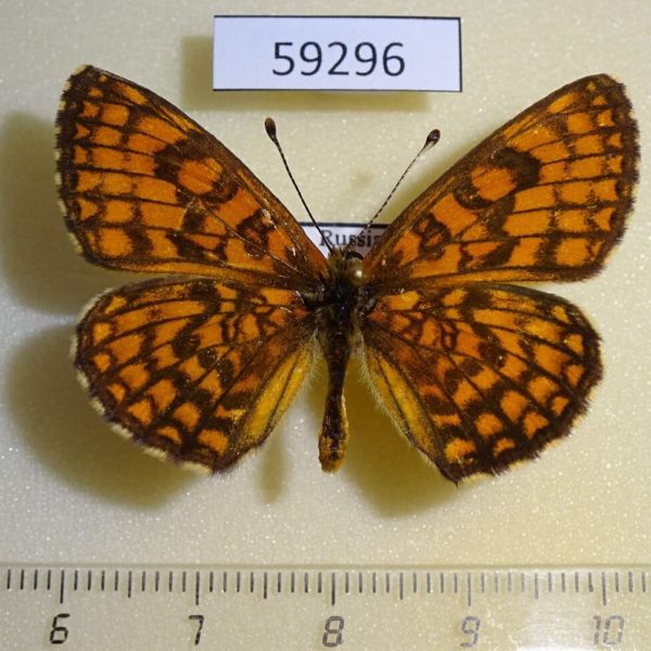 Nymphalidae Mellicta ambigua Primorye