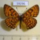 59296p Nymphalidae Mellicta ambigua Primorye $5