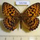 59298p Nymphalidae Brenthis daphne Primorye $8