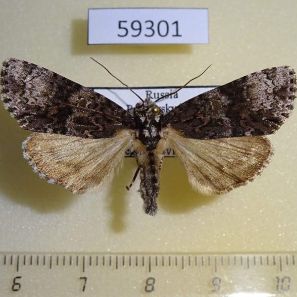 Noctuidae Craniophora ligustri Ptimorye