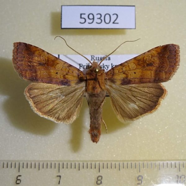 Noctuidae Diarsia canescens Primorye