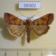 59302p Noctuidae Diarsia canescens Primorye $5
