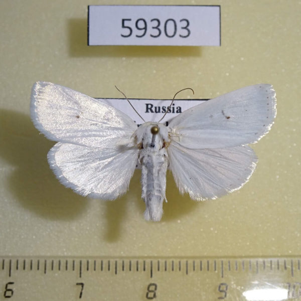 Noctuidae Chasminodes albonitens Primorye