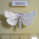 59303p Noctuidae Chasminodes albonitens Primorye $5