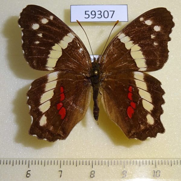 Nymphalidae Anartia fatima Costa Rica