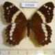 59309p Nymphalidae Anartia fatima f Costa Rica $9