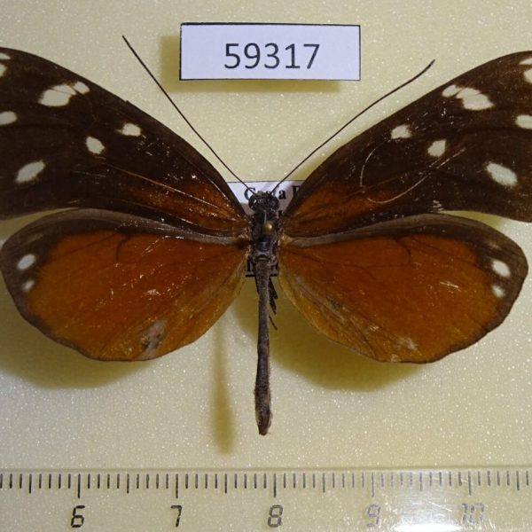Nymphalidae Hyposcada virginiana evanides Costa Rica