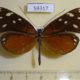 59317p Nymphalidae Hyposcada virginiana evanides Costa Rica $5