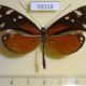 59318p Nymphalidae Hyposcada virginiana evanides Costa Rica $7