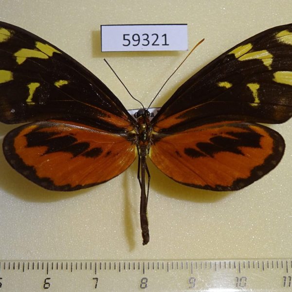 Nymphalidae Mechanitis polymnia isthmia Costa Rica