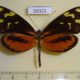 59321p Nymphalidae Mechanitis polymnia isthmia Costa Rica $5