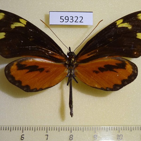 Nymphalidae Mechanitis polymnia isthmia Costa Rica